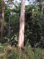 Eucalyptus racemosa