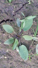 Alisma