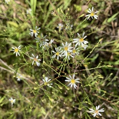 Symphyotrichum depauperatum