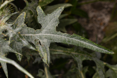 Cirsium douglasii
