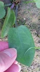 Alisma