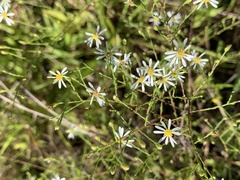Symphyotrichum depauperatum