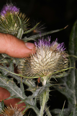 Cirsium douglasii
