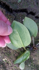 Alisma