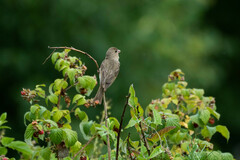 Carpodacus erythrinus