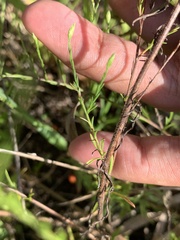 Symphyotrichum depauperatum