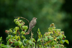 Carpodacus erythrinus