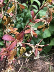 Polylepis