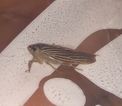 Chlorotettix necopinus