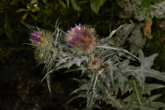Cirsium douglasii