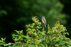 Carpodacus erythrinus