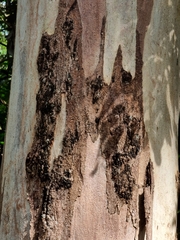 Eucalyptus racemosa