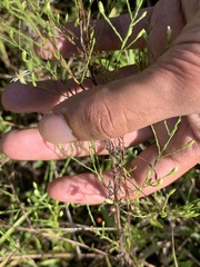 Symphyotrichum depauperatum