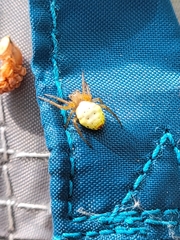Araniella displicata