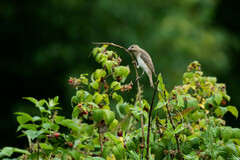 Carpodacus erythrinus
