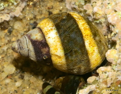 Littorinoidea