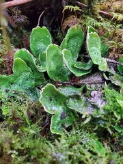 Peltigera aphthosa