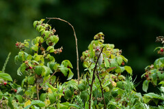 Carpodacus erythrinus