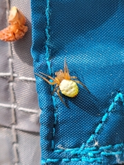 Araniella displicata