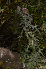 Cirsium douglasii
