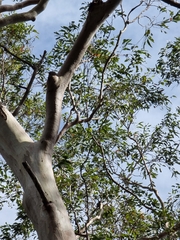 Eucalyptus racemosa