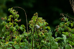 Carpodacus erythrinus