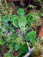 Peltigera aphthosa