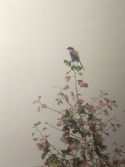 Lanius schach schach