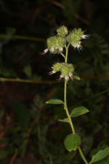 Phacelia heterophylla