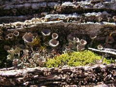 Cladonia chlorophaea