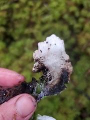 Peltigera aphthosa