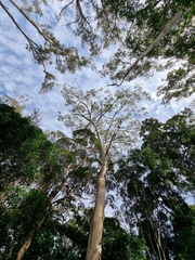 Eucalyptus racemosa
