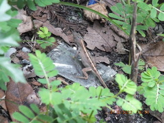 Anolis sagrei