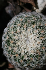 Mammillaria solisioides