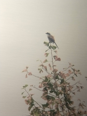 Lanius schach schach