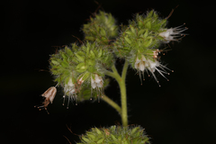 Phacelia heterophylla