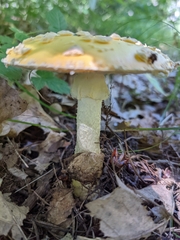 Amanita muscaria