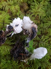 Peltigera aphthosa