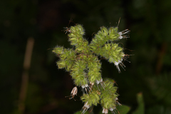 Phacelia heterophylla