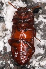 Uloma longula