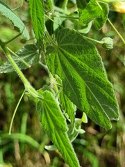 Abutilon oxycarpum