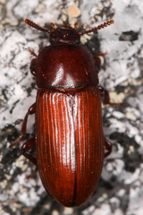 Uloma longula