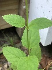 Scrophularia lanceolata