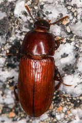 Uloma longula