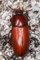 Uloma longula