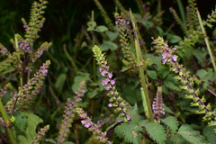 Perilla frutescens