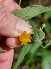 Abutilon oxycarpum