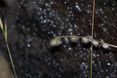 Acaena elongata