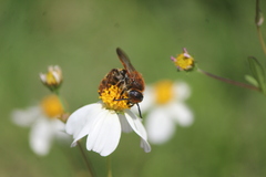 Xanthocampsomeris limosa