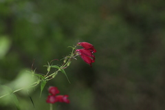 Penstemon roseus